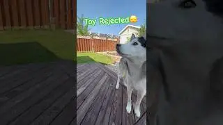 Toy Rejected #huskyfunny #dogshorts #puppylife