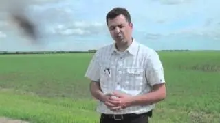Wheat School - Getting a Jump on Wild Oat Control