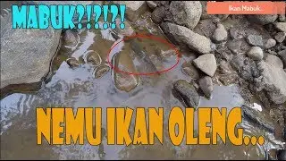 Gak Nyangka. Lagi asik mancing menemukan ikan oleng...