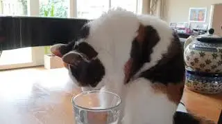 Why does my cat keep stealing my water?