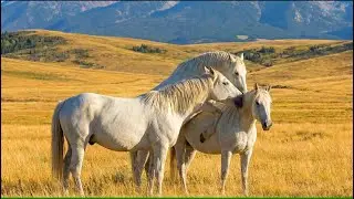 These wild horses are having their moment