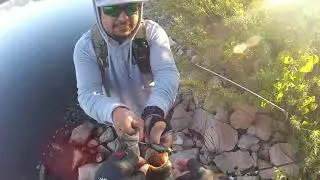 8 INCH Custom Glidebait and Epic Topwater Session - thA Rod fAther Doubles on a WHOPPER PLOPPER