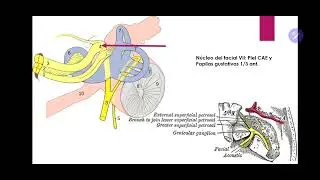 Anatom&iacute;a del puente o protuberancia