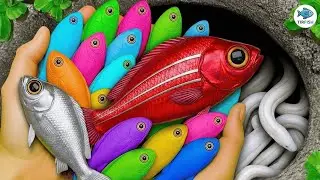 Unboxing Ikan Cupang Hias, Ikan Koki, Ikan Lele, Ikan Hias, Ikan Molly, Ikan Guppy