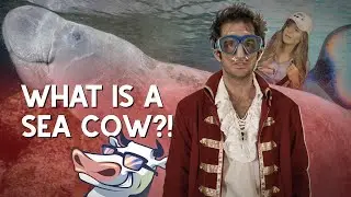 What is a Sea Cow? | Pirate Show for Kids!