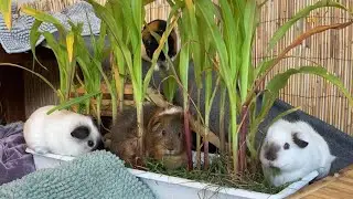 Indoor live - homegrown corn plants for the guinea pigs