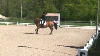 Chaco, 9 år gammel, Dansk Varmblod, Vallak, 169cm, Dressur MA1