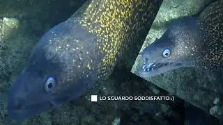 PESCASUB : Attacco murena con morso - Pesca subacquea 2020 - Chasse sous marine