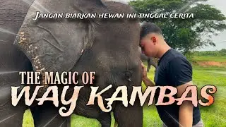 WAY KAMBAS INDONESIA : SURGA GAJAH LIAR, KONSERVASI SATWA, DAN EKSOTISME LAMPUNG
