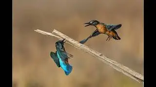 Foto Natura 2020 di Giorgio Paggetti