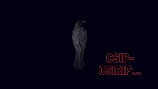 Chill van Dude - Csip-csirip