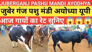 Juberganj pashu Mandi Ayodhya up। जुबेर गंज पशु मंडी अयोध्या यूपी। आज गायों को दाम सुने 😱😱 😱#cow