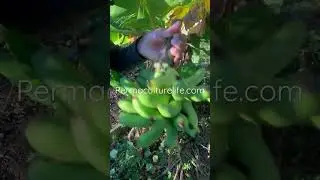 How to know when to harvest bananas