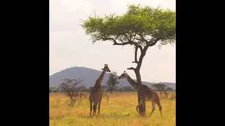 Giraffe🦒 the tallest animal in the world||#shorts #tallest #giraffe