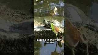 Why Aquatic Turtles Climb Out of Water #TurtleFacts #AnimalCare #Shorts Healthy!!