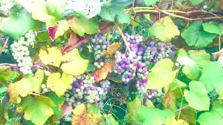 Grape trails at Weed Orchards & Winery , Marlboro , NY