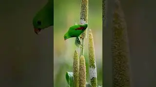 Vernal hanging parrot 🦜 #nature #wildlife #parrot #birds #shorts