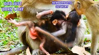 I'M HURT MUMMY ! NEWBORN BABY DITO JUST BORN 1 DAY GOT HURT MUCH BECAUSE MUM DAISY WRONG CATCH