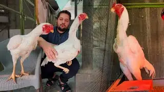 Курица породы Гунга заболела. Если кто-нибудь знает, как её лечить, пожалуйста, сообщите мне. Whi...