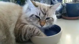 Farmina N&D Functional Quinoa Urinary Duck Cranberry and Chamomille Dry Cat Food review