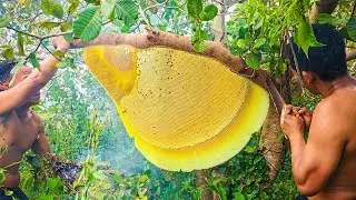 Primitive Technology : Wild Honey Hunt Skills Without Fear Harvesting Beehive By Bushman