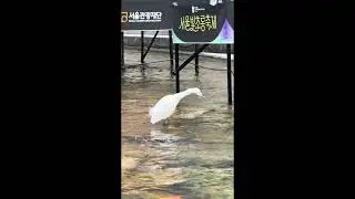 Cheonggyecheon Stream and a Great Egret, Seoul (2025)