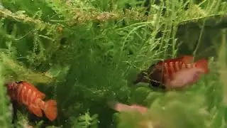 Black tiger badis (Dario sp. ( Myanmar). A dlaczego nazwano go czarnym tygrysem?