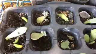 Mother leaves of propagated succulents already dried. What&rsquo;s next?
