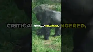 Cross River Gorilla: Africa&rsquo;s Most Mysterious Great Ape