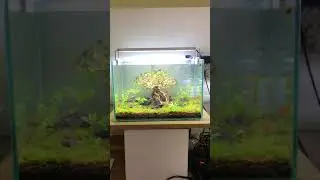 Chỉ 400k l&agrave; c&oacute;1 bể thuỷ sinh mini full đồ để chơi!