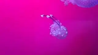 Gepunktete Wurzelmundqualle - Phyllorhiza punctata im Aquaria Vattenmuseum Stockholm