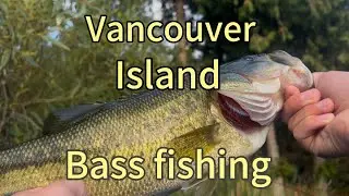 Vancouver island bass love the wacky rig
