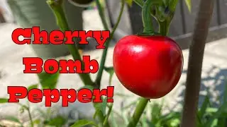 Cherry Bomb Hot Pepper