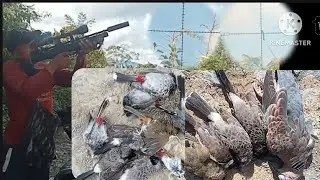 huntingbird pcp airgun(ep22)#airgunshooting #shortvideo #px120 minotaur# pellet precipell