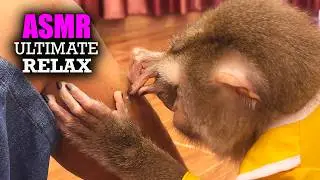 Judy's Elite Grooming ASMR (Head To Toe) | Deep Scratching For Ultimate RELAX