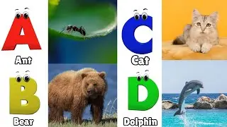 Alphabet Animals Song | Learn the ABC Alphabet Animals Song for Kids | ABC Alphabet Phonics Song
