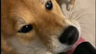 Shiba inu is playing with a hairdryer