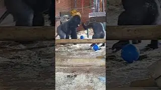 Shufai smacking his Dad