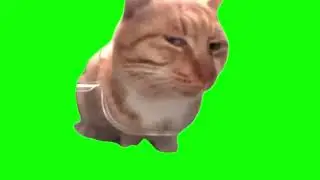 Snoring Cat | Green Screen Meme | No Copyright | Free Download