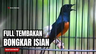 MURAI BATU GACOR FULL ISIAN TEMBAKAN MEWAH SANGAT AMPUH MELATIH MURAI BATU BONGKAR ISIAN