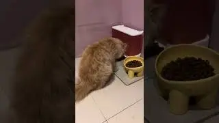 Kucing Persia Makan Lahap | ASMR Cat Eating