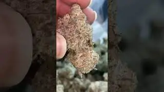 Mac 1 Caps Cut #strain