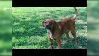 HYPE! TRENDING! MEME ME! VIRAL! Random Randomness Randomly! Dog's Hilarious Mischief in the Grass