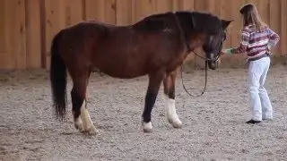 Pferdetanz