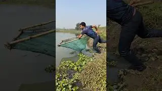 Village Boys Catch Big Fish in Kachuripana #fishing