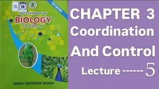 Class10 biology| Sindh board|chapter 3 coordination and control|lecture 5