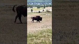 Majestic Wanderers: A Day with Yellowstone&rsquo;s bison 🦬 #wildlife