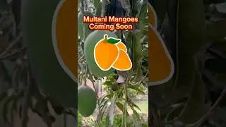 Multani Mango 🥭 Coming Soon