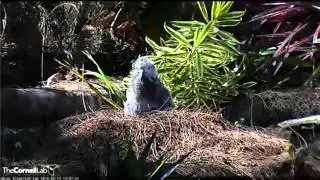Kialoa Stands and Flaps, February 13, 2016