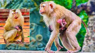 🙏🥹🙏God bless the abandoned monkey LiPa...2day ago!! Not sure about the placenta being rem